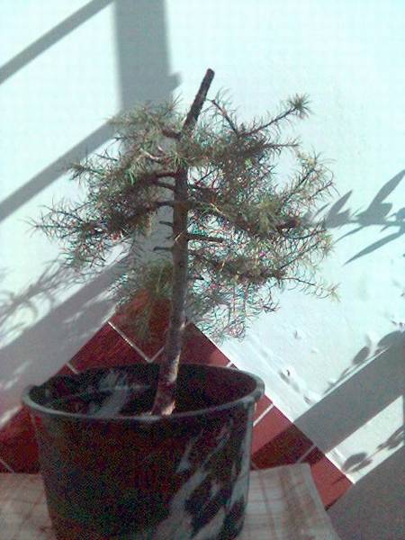 04 modrzew -sierpien 2006 po 2 cieciu.jpg