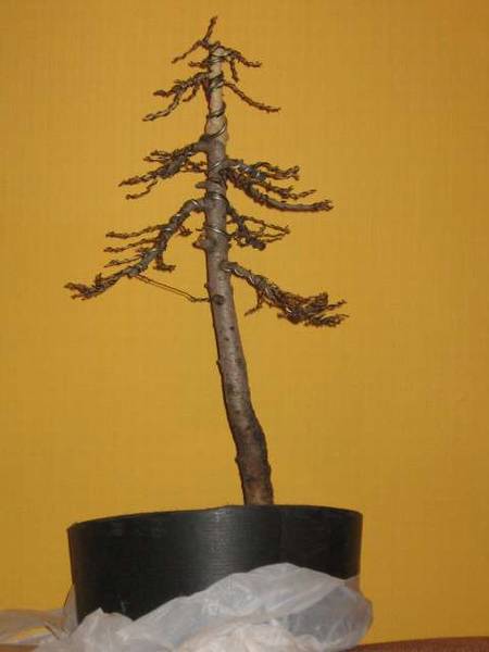 07 modrzew 2007 po korektach w domu.jpg