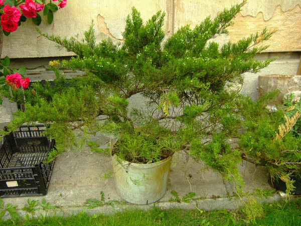 ... tak wyglÂądaÂło drzewo zanim siĂŞ do niego dobraÂłem :)