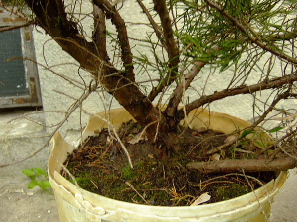 ... jeszcze nie odkryte nebari