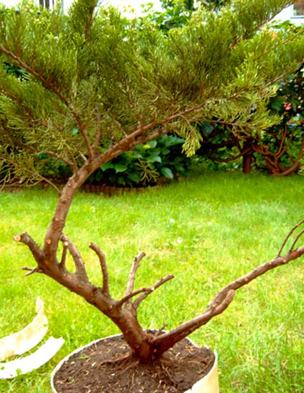 ... po wyciĂŞciu z grubsza niepotrzebnych gaÂłĂŞzi