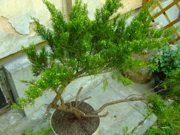 ... waÂżnÂą rzeczÂą jest Âżeby drzewo byÂło zdrowe i gĂŞste wtedy mamy duÂżo moÂżliwoÂści na ukÂładanie korony