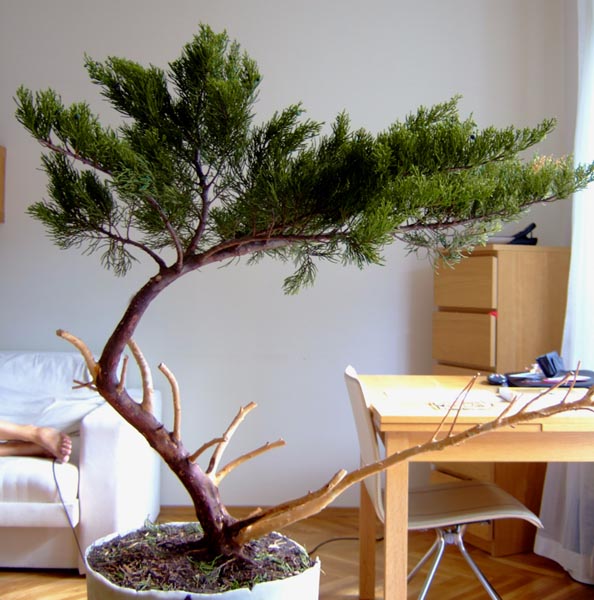 ... juÂż okorowane drewno. Zazwyczaj staram siĂŞ formowaĂŚ martwe drewno zanim zacznĂŞ formowaĂŚ drzewo, ale tym razem zostawiÂłem to na koniec, poniewaÂż chciaÂłem dostosowaĂŚ jiny do charakteru drzewa a tak naprawdĂŞ to nigdy do koĂąca nie wiem jak bĂŞdzie dokÂładni