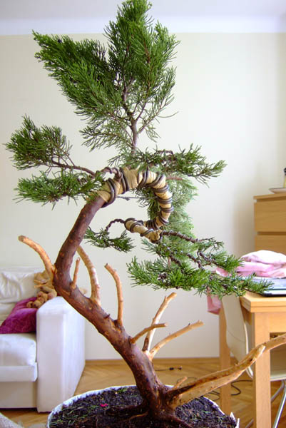 ... teraz moÂżna zabraĂŚ siĂŞ do drutowania gaÂłĂŞzi, po kolei od doÂłu do gĂłry.