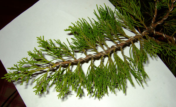 ... na zdjĂŞciu zadrutowana gaÂłÂązka. SÂą rĂłÂżne szkoÂły drutowania, jedni drutujÂą tylko gÂłĂłwne gaÂłĂŞzie, omijajÂąc te mniejsze, ja jednak drutujĂŞ wszystko. UÂłatwia to uÂłoÂżenie Âładnej korony.