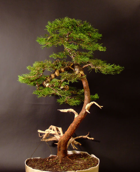 ... lewa strona drzewa.