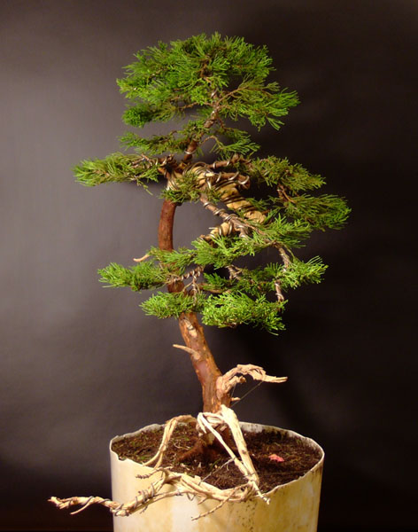 ... prawa strona drzewa.