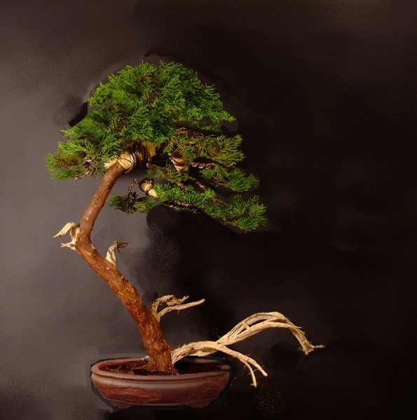 jalowiec po prostu.jpg