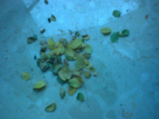 Tyle liÂści juÂż opadÂło....