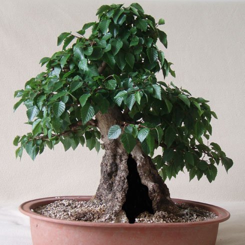 Taki mĂłgÂłby byĂŚ