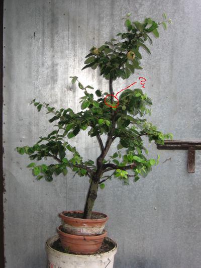 PoprowadzĂŞ roÂślinkĂŞ w stylu nieregularnym wyprostowanym lub lekko pochylonym.
<br />W kaÂżdym razie bĂŞdĂŞ miaÂł na jesieĂą owoce na konfitury.