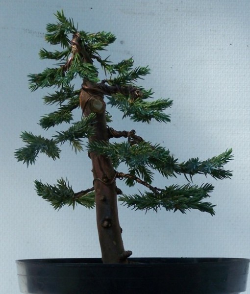 JaÂłowiec RafaÂła "asmoda"