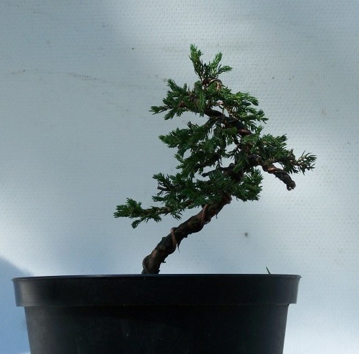 JaÂłowiec RafaÂła "Oliwia"