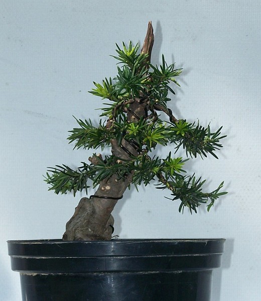 Cis MichaÂła "Ogrodnika"