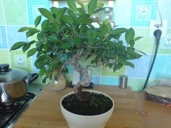 Czysto teoretycznie przĂłd drzewka.