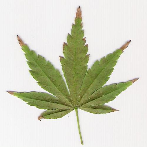 zeskanowany jeden z liÂści