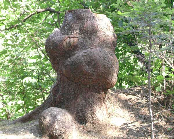 PieĂą "gÂłowa dinozaura", nawet zerka jednym okiem :)