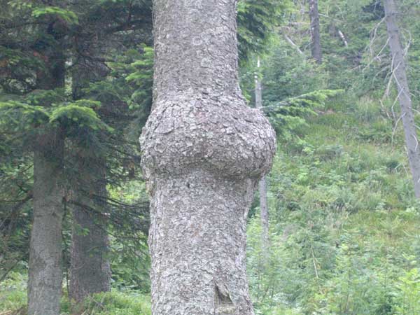 Kobieta zaklĂŞta w drzewo inaczej zwane "drzewo-dupa" :)