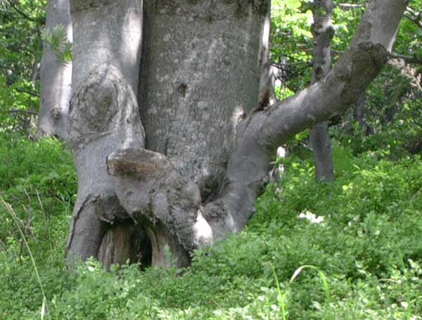 Takie sobie uro schowane w jagodach