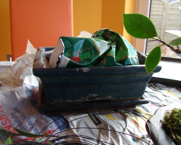 stara bardzo ciasna doniczka, dziurami wyÂłaziÂły korzenie...