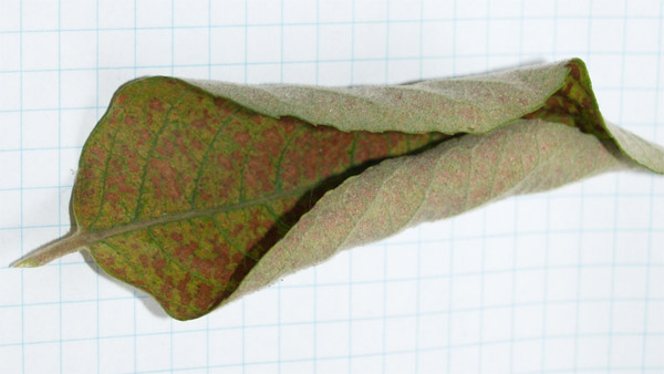 obumieranie liÂścia