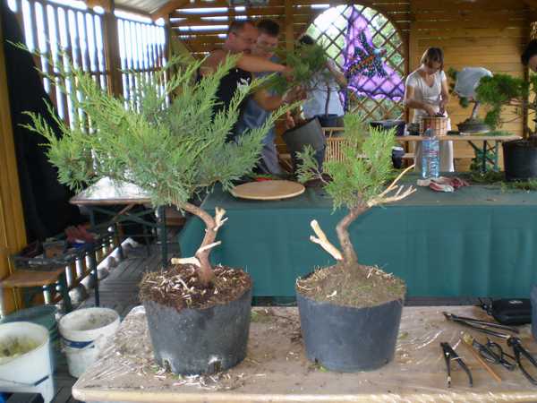 moje 2 jaÂłowce - maÂły to przyszÂłe "byĂŚ moÂże" shohin - ktĂłre zostaÂło w samopas puszczone na 2-4 lata...