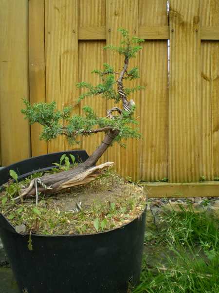 pospolity - rozdrutowany z nowym jinem. Brak zdjecia po redukcji zieleni z lewej strony.