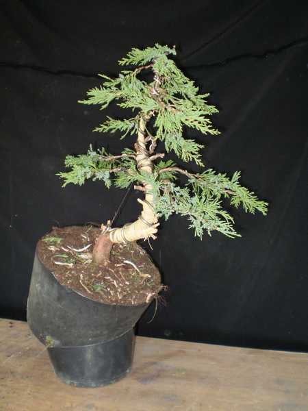 jaÂłowiec duÂży po uÂłoÂżeniu