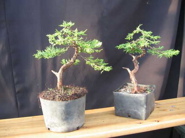 roÂślinki po podstawowych