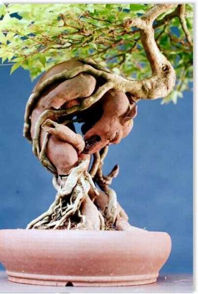 Acer buergerianum.jpg