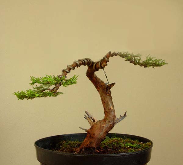 Tyle zostaÂło po odciĂŞciu zaraÂżonej czĂŞÂści.