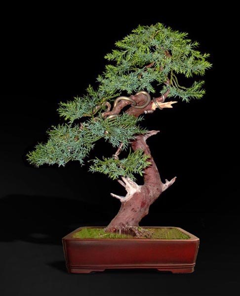 propozycja doniczki 2