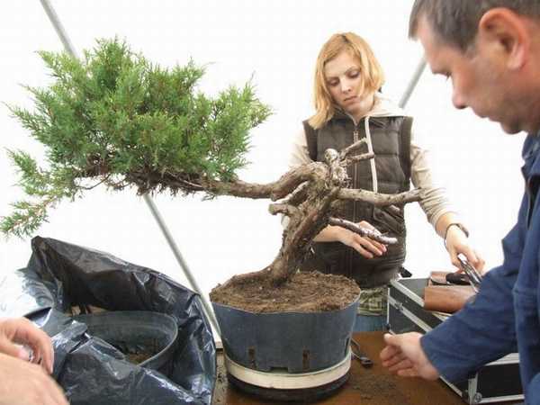 Drzewko przed formowaniem. Marta w tle :P