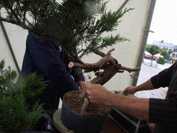 Z jednej gaÂłÂązki caÂłe drzewko ? - Czemu nie!