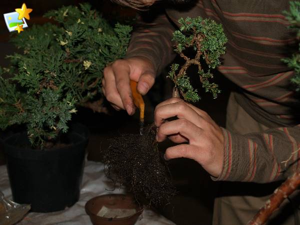 Przesadzanie cyprysika