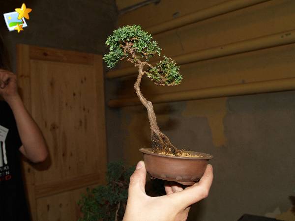 Cyprysik Damiana po przesadzeniu