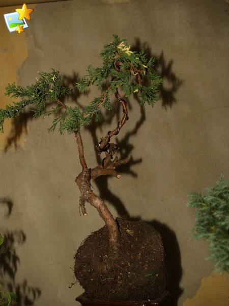 szalnony po wstĂŞpnym formowaniu