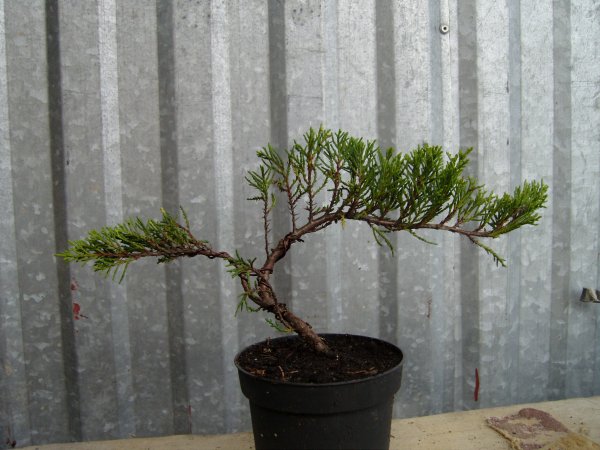 tak drzewko wygladalo przed...