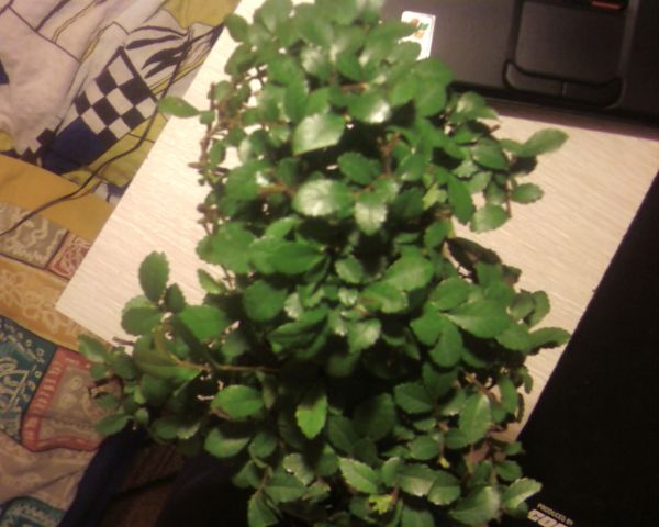 Drugie drzewko od gory, no i tu mi sie podoba bardzo taki naturalny bujny gÂąszcz pieknych zdrowych lisci.