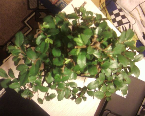 Drzewko pierwsze od gĂłry ... no i tu troche gorzej... widaĂŚ 'kikuty' po przycinaniu, oprĂłcz tego listowie jest takie srednio geste ( w porownaniu do drzewka drugiego), no ale fajny pozytywny aspekt widac malutkie jasno zieloniutkie mlode liscie