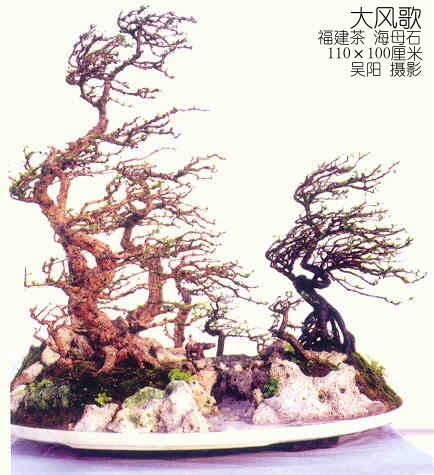 penjing307.jpg