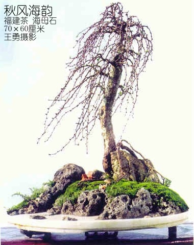 A tu nie za slaby wiaterek.....?