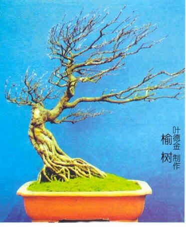 penjing60.jpg