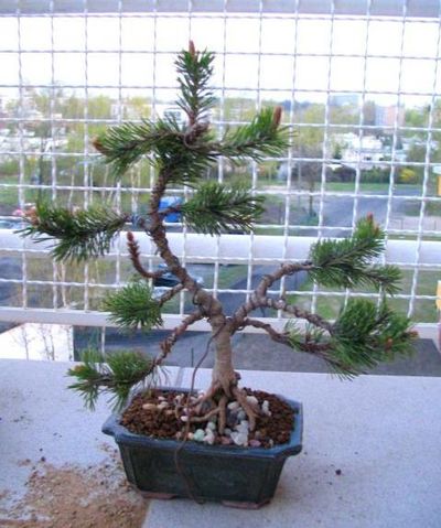 rok po pierwszym przesadzeniu i fatalne drutowanie :)