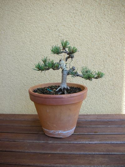 drastyczne ciĂŞcie i uformowanie korony