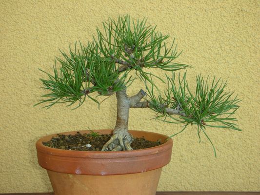 pod koniec sezonu igÂły siĂŞ wydÂłuÂżyÂły i zagĂŞÂściÂły - do zrobienia lub wyciĂŞcia pozostaÂłoÂśĂŚ po grubszej gaÂłĂŞzi.