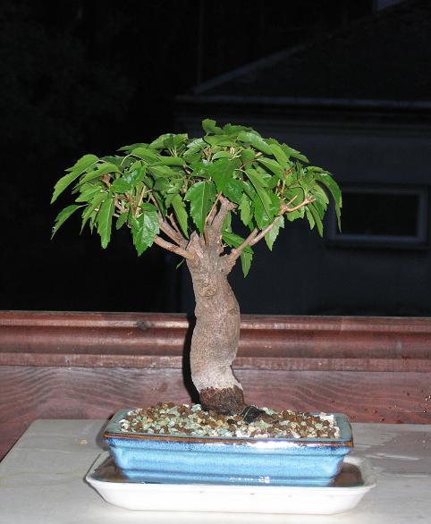 30 kwietnia 2007.jpg