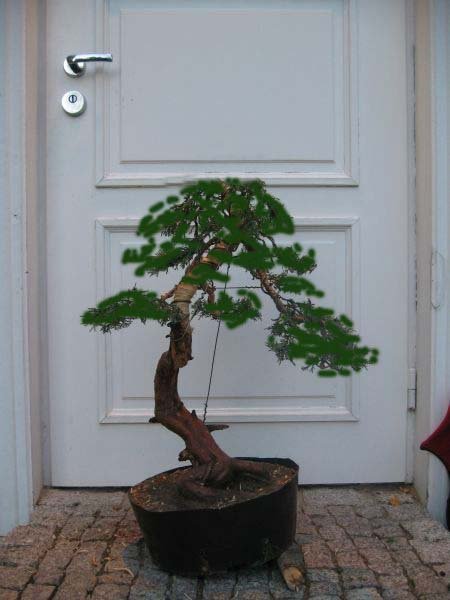 Staruszek siĂŞ garbi