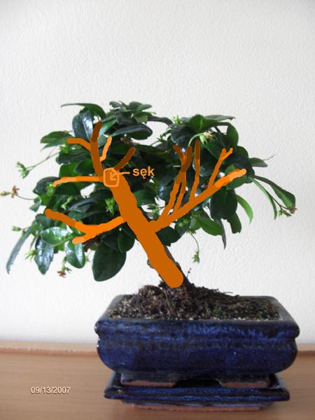 RozkÂład gaÂłĂŞzi. Im kolory ciemniejsze tym gaÂłÂąÂź jest dalej, a im jaÂśniejsze tym gaÂłÂąÂź jest bliÂżej.