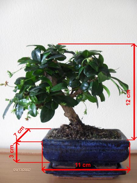 Wymiary drzewka i doniczki.